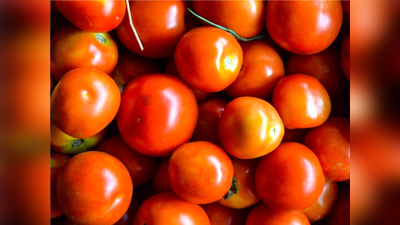 Tomato in Ayurveda: भूलकर भी टमाटर ना खाएं, अगर आपको है इन 5 में से कोई भी चीज