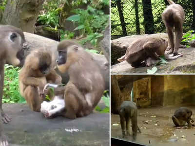 जगातील पहिलीच घटना! माकडिणीनं स्वत:च्या पिल्लाला खाल्लं; शास्त्रज्ञ चिंतेत, उत्तर शोधलंच