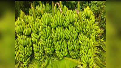 राज्यात अतिवृष्टीचा फटका; निर्यात बंद झाल्याने नांदेडचे केळी उत्पादक शेतकरी चिंतेत