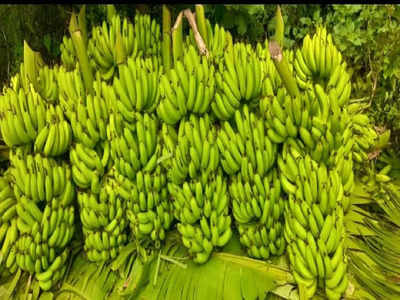 राज्यात अतिवृष्टीचा फटका; निर्यात बंद झाल्याने नांदेडचे केळी उत्पादक शेतकरी चिंतेत