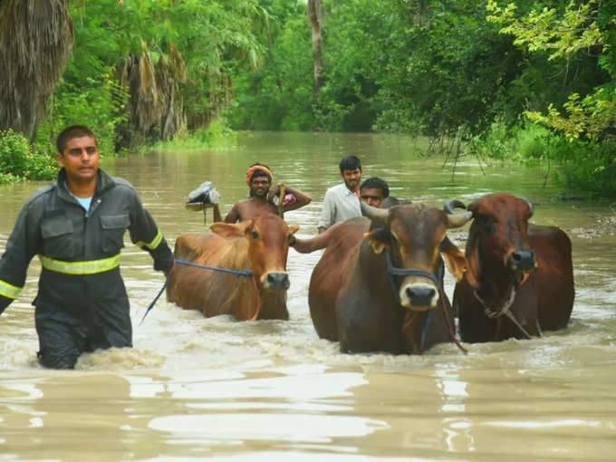 ​अब तक 100 से ज्‍यादा जानवरों का रेस्‍क्‍यू​