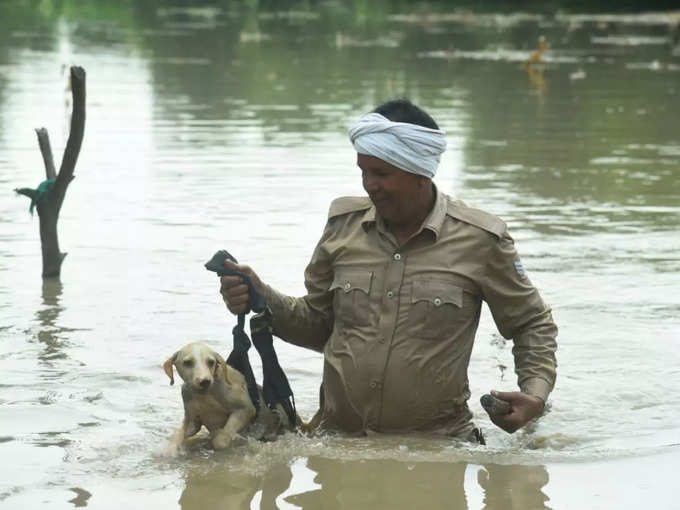 ​गायों के साथ कुत्‍ते भी शामिल​