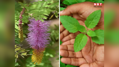Lucky Plants for Sawan: सावन में इन 5 पौधों को लगाने से प्रसन्‍न होते हैं महादेव, घर में आती है पॉजिटिव एनर्जी