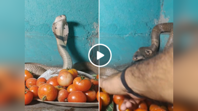 Cobra Protect Tomatoes: टमाटरों के बीच बैठा था किंग कोबरा, शख्स पास गया तो फन फैलाकर कर दिया अटैक, वीडियो वायरल
