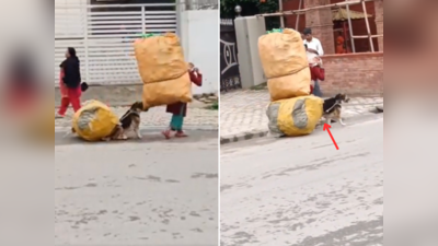 कुत्ते ने हल्का कर दिया कचरा उठाने वाली का बोझ, वायरल वीडियो देखकर लोग बेजुबान की तारीफ करने लगे