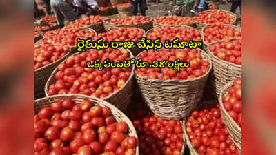 Tomato Price: రైతు సుడి తిరిగిందిపో.. టమాటాలు అమ్మితే రూ.38 లక్షలు.. ఆనందంలో కుటుంబం!