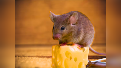 न पिंजरा न जहर, घर से चूहों का नामोनिशान मिटाने के लिए किचन के ये 4 मसाले करेंगे दवा का काम