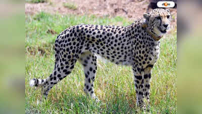 Cheetah Death At Kuno National Park : থামছে না চিতা মৃত্যু, কুনোর জঙ্গলে অষ্টম চিতা সুরজের দেহ উদ্ধার