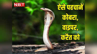 World Snake Day: ऐसे पहचानें कोबरा, वाइपर, करैत सांप को... जहर से ज्‍यादा दहशत से मरते हैं लोग