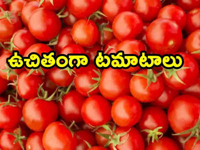 Tomato Prices: ఏం ఐడియా గురూ.. ఆ టికెట్లు బుక్ చేసుకుంటే టమాటాలు ఫ్రీ.. కస్టమర్లకు బంపరాఫర్