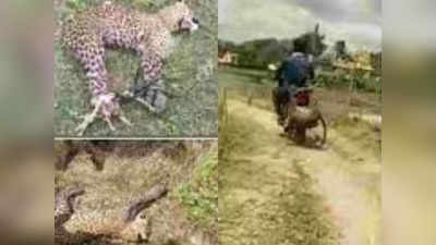 Man Captures Leopard: ऐसा न देखा, न सुना होगा, देखिए बीमार तेंदुए को बाइक पर बांधकर अस्पताल पहुंच गया युवक