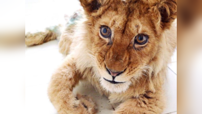 इटावा सफारी में शेर के एक और शावक की मौत, 5 में अब सिर्फ एक जिंदा