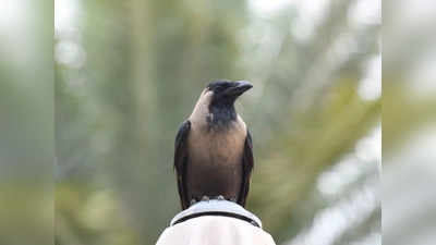 Black Crow: রোজ সকালে ঘরের জানালা বা বারান্দায় কাকের আগমন? জানুন এর পেছনে শুভ না অশুভ ইঙ্গিত