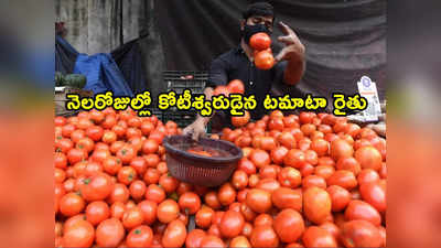 Tomato Prices: టమాటా ఎఫెక్ట్.. నెల రోజుల్లోనే కోటీశ్వరుడిగా మారిన రైతు