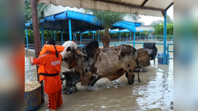 बाढ़ में फंसे एक करोड़ के सांड को NDRF ने बचाया, दिल्ली-नोएडा में सैकड़ो जानवरों को निकाला