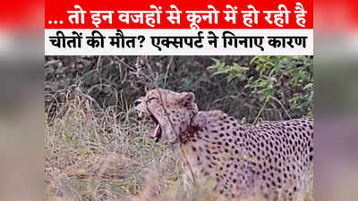 Cheetah Project A To Z: चार महीनों में 8 चीतों की मौत, क्या भारत का प्रोजेक्ट चीता फेल हो गया है?