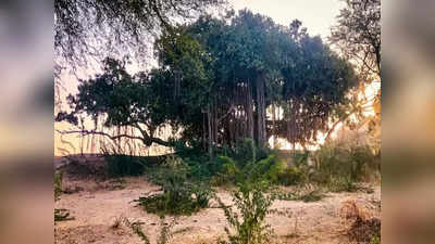 Noida Live News Today: नोएडा के 100 साल पुराने 3 पेड़ बने विरासत वृक्ष, प्रदेश के बुजुर्ग पेड़ों को संजोने में जुटी योगी सरकार