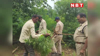 Ratlam News: कपास के खेत में मिला 2 लाख का अवैध गांजा, पुलिस ने जब्त किए 318 हरे पौधे
