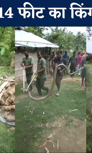 world snake day 14 feet long king cobra in bihar watch video