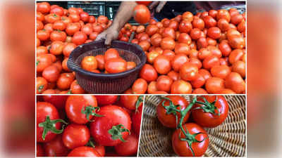 Tomato Price Today : बंपर डिस्काउंट! ₹250 किलो के टमाटर ₹80 में खरीदिए, देशभर में 500 जगहों पर हो रही बिक्री