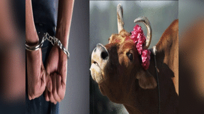 Maharashtra News: रोज गायों के साथ करता था सेक्स, वीडियो वायरल के बाद महाराष्ट्र का शख्स गिरफ्तार