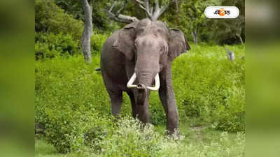 Jhargram Elephant Attack : কনেযাত্রীদের খাওয়ার মধ্যে প্যান্ডেলে হাজির হাতির পাল
