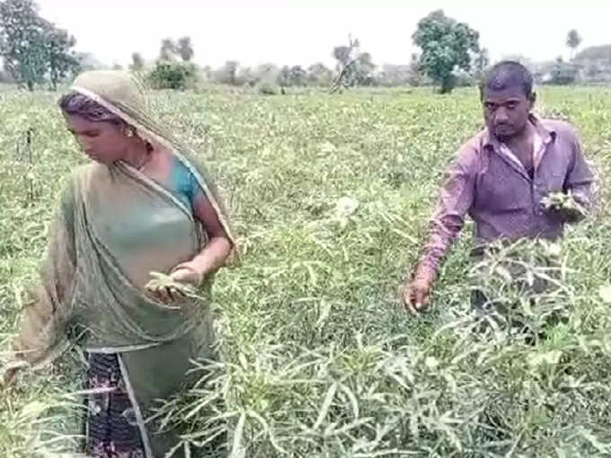 भीलवाड़ा में किसानों ने कैसे बदली किस्मत