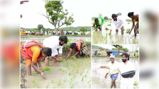 వరి నాటేసిన మంత్రి శ్రీనివాస్ గౌడ్ 