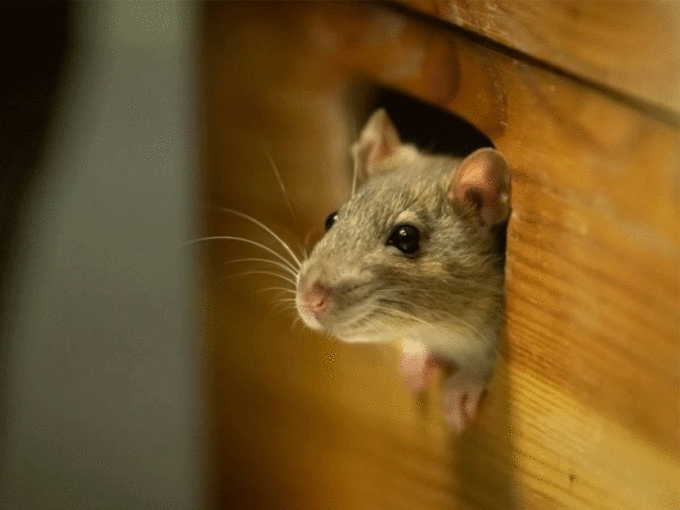 घर में चलते-फिरते नजर आएं चूहे