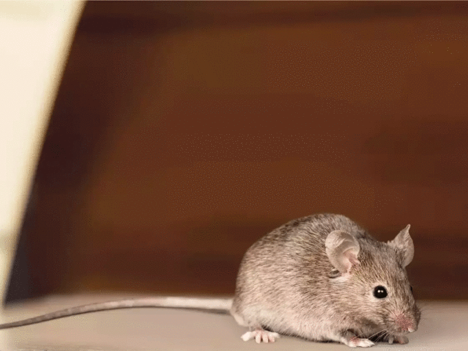 चूहे आपके घर में बिल बनाकर रहने लगें