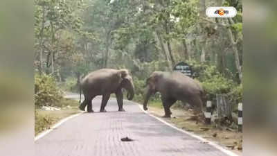Jhargram Elephant Attack : হাতি তাড়াতে গিয়ে মৃত্যুর পর কাজই বন্ধ হুলাপার্টির