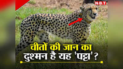Cheetah Death Controversy: तीन और चीतों के गर्दन पर दिखे घाव के निशान, GPS कॉलर तो वजह नहीं?