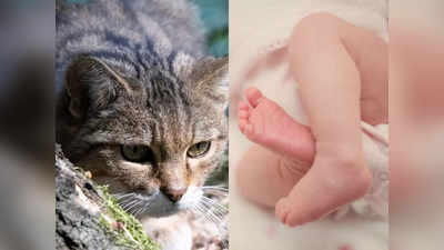 अरेरे! आईजवळ झोपलेल्या सव्वा महिन्याच्या बाळाला मांजरीनं जंगलात नेलं; नखं मारुन संपवलं