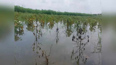 हरियाणा: किसानों पर मौसम की मार, बारिश से खेतों में भरा पानी, 24 हजार एकड़ फसल हुई जलमग्न