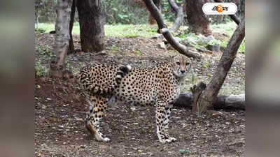 Kuno Cheetah : কুনোয় চিতার মড়ক, বন প্রধানের বদলি ঘিরে জল্পনা
