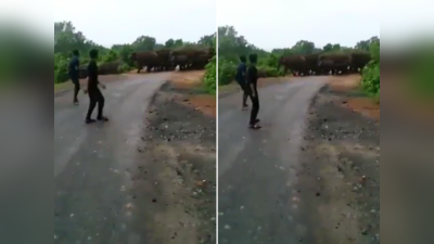 सड़क पार करते हाथियों के झुंड को देखते ही शोर मचाने लगे टूरिस्ट, वीडियो देख IFS को भी गुस्सा आ गया