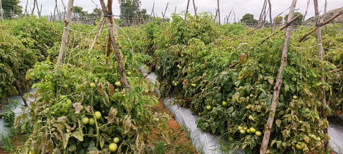 Kolar Farmer grows tomato in the stem of Bangan plants which gives almost double profit