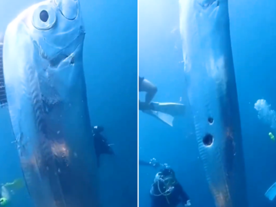 Doomsday Fish Video: शरीर पर छेद, बड़ी-बड़ी आंखों वाली मछली देख गोताखोरों के होश उड़ गए, वीडियो वायरल