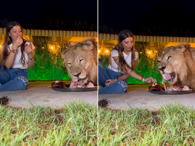 Video: तरुणी सिंहासोबत करतेय जेवण, दोघं एकाच ताटात बसून खातायेत मांस
