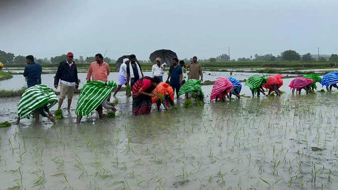 జోరు వానలో పొలంలో వరినాట్లు వేసిన బీఆర్ఎస్ మహిళా ఎమ్మెల్యే