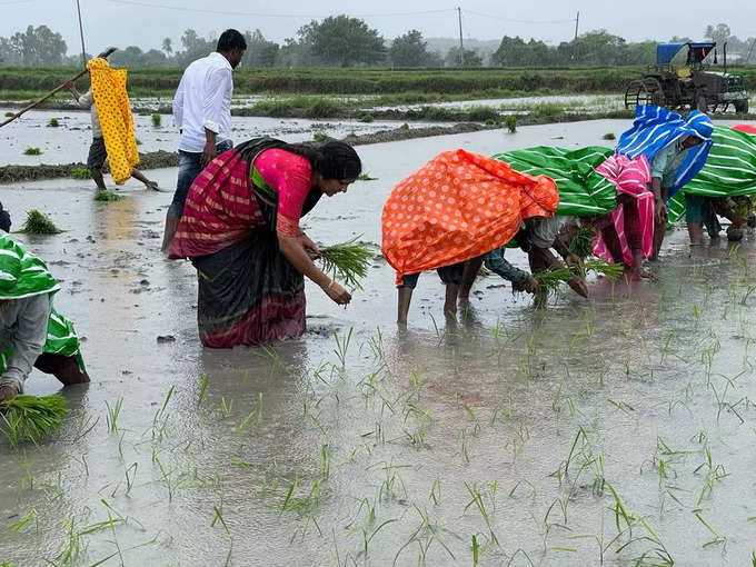 జోరు వానలో పొలంలో వరినాట్లు వేసిన బీఆర్ఎస్ మహిళా ఎమ్మెల్యే