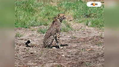 Kuno Cheetah Death : মরে যেত রকস্টাররাও! পরীক্ষার মুখে সব চিতা