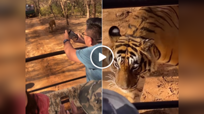 Tiger Video : जंगल सफारी में टाइगर को देखकर खुश हो रहे थे टूरिस्ट, अचानक गाड़ी भगाने को हुए मजबूर