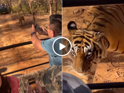 Tiger Video : जंगल सफारी में टाइगर को देखकर खुश हो रहे थे टूरिस्ट, अचानक गाड़ी भगाने को हुए मजबूर