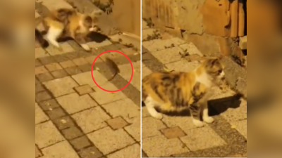 बिल्ली पर भारी पड़ गया चूहा, खेल-खेल में चकमा देखकर निकल लिया, मजेदार वीडियो वायर