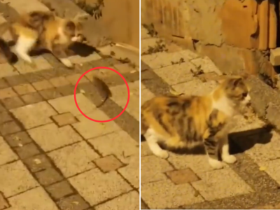 बिल्ली पर भारी पड़ गया चूहा, खेल-खेल में चकमा देखकर निकल लिया, मजेदार वीडियो वायर