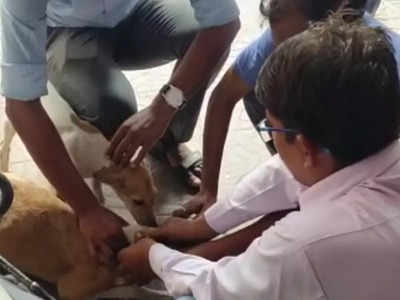 Gorakhpur: 6 कुत्तों को पहले जहर देकर मारा, फिर पेट्रोल छिड़कर आग लगा दी... दुकानदार ने पार कर दी क्रूरता की सारी हदें