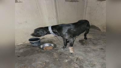 Prayagraj News: माफिया अतीक अहमद के विदेशी कुत्तों पर भी मंडराया मौत का साया, एक लापता