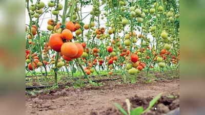 Tomato Farming: बक्कळ पैसा कमवायचाय? मग हा व्यवसाय आताच सुरू करा! लवकरच व्हाल करोडपती