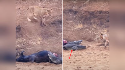 शेर के शिकार को हथियाने पहुंचा मगरमच्छ, झुंड के सामने चौड़ा होना पड़ गया महंगा, वीडियो वायरल